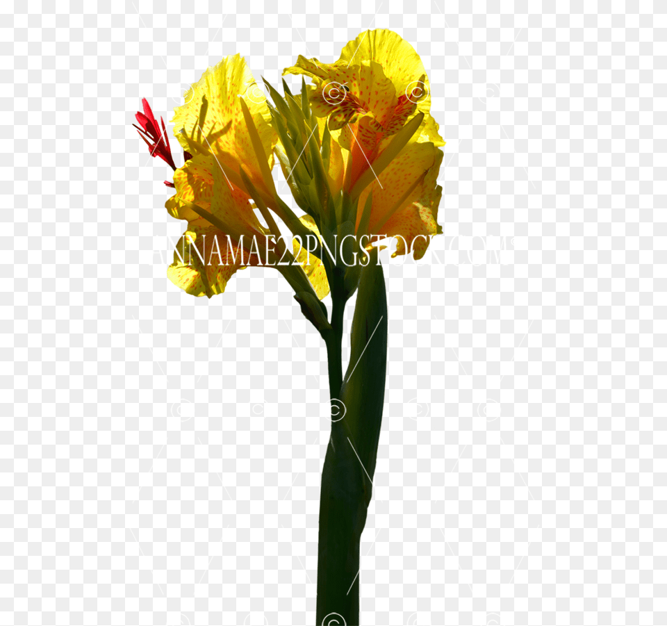 Stock Photo 0094 Transparent Image Artificial Flower, Iris, Plant, Daffodil, Petal Free Png Download