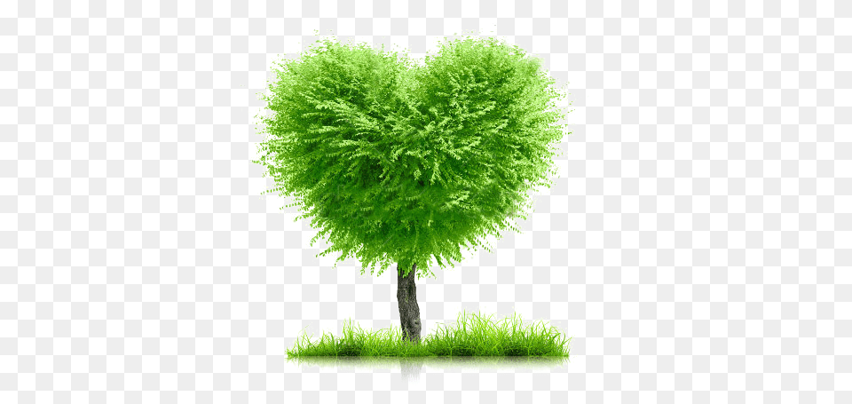 Stock Photo Green Grass And Heart Shape Tree On White Family Tree Background, Leaf, Moss, Plant, Vegetation Free Png Download