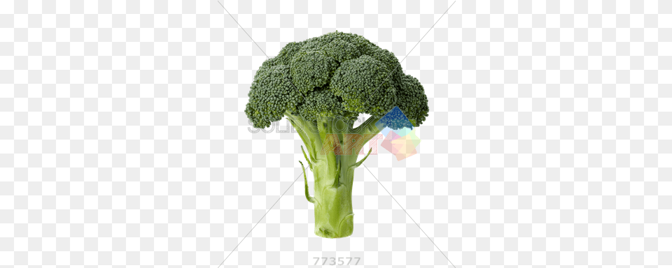 Stock Photo Of Broccoli Head Isolated Slice Of Broccoli, Food, Plant, Produce, Vegetable Png