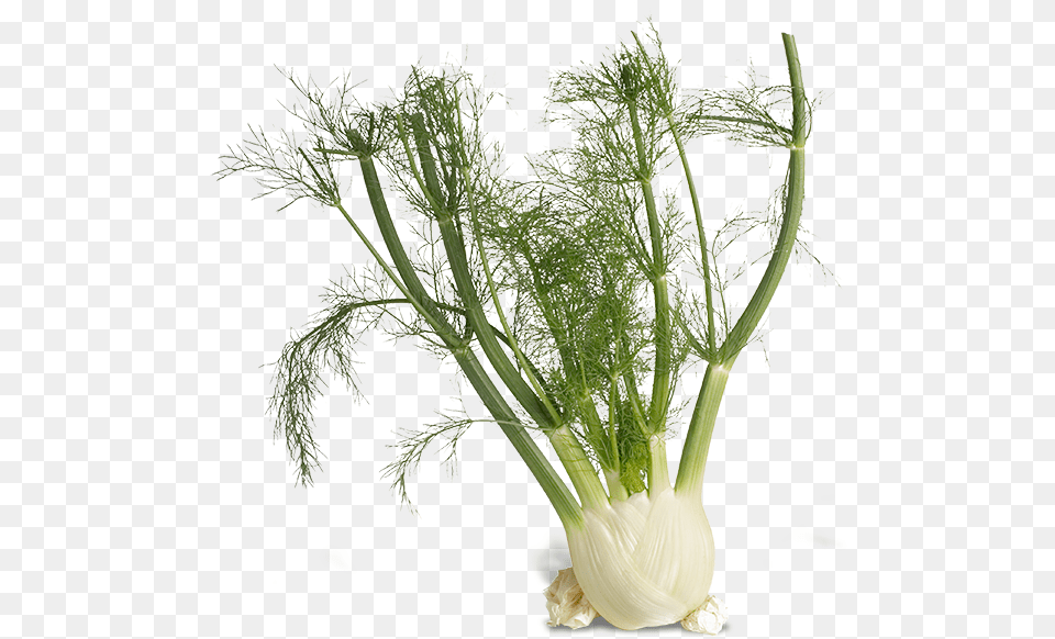 Stock Photo Of Fennel Fennel Background, Plant, Food, Seasoning, Produce Free Png Download