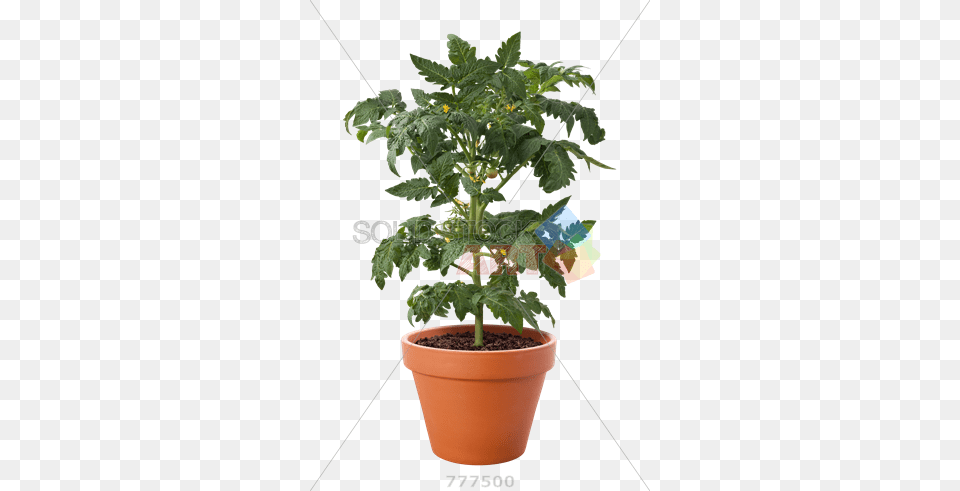 Stock Photo Of Pot Of Tomato Plant Isolated On Transparent Plant In A Pot Transparent, Leaf, Potted Plant, Jar, Planter Free Png