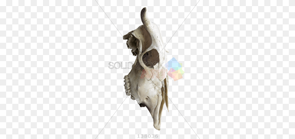 Stock Photo Of Profile Of The Skull Of A Cow With Horns Stockxchng, Animal, Invertebrate, Sea Life, Seashell Free Png Download
