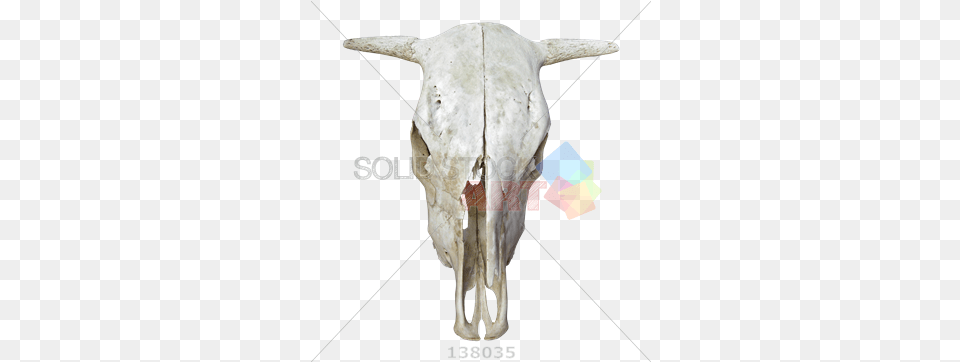 Stock Photo Of Skull A Cow With Horns Bull, Animal, Antelope, Mammal, Wildlife Free Transparent Png