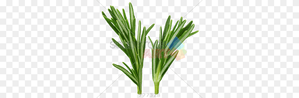 Stock Photo Of Sprigs Of Rosemary Herb Isolated On Transparent, Herbal, Herbs, Plant, Tree Free Png Download