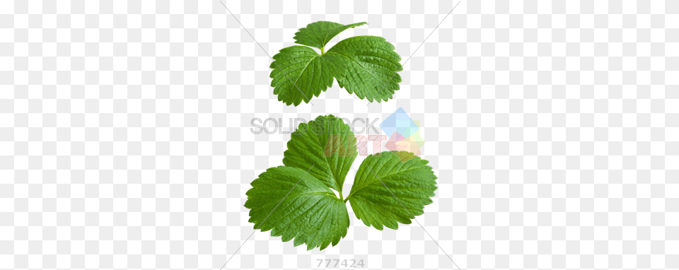 Stock Photo Of Strawberry Leaves Isolated Strawberry Leaves, Herbal, Herbs, Leaf, Plant Free Transparent Png
