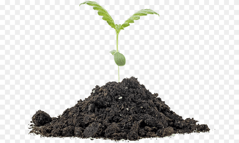 Stock Photography, Soil, Plant, Sprout Png Image