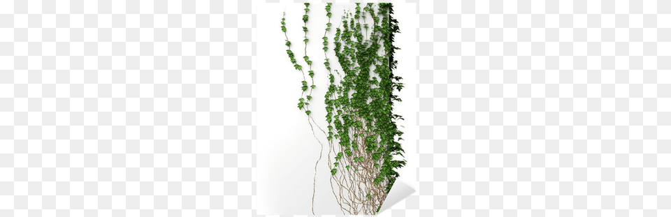 Stock Photography, Plant, Vine, Ivy Png Image