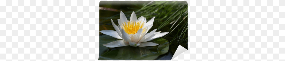 Stock Photography, Flower, Lily, Plant, Pond Lily Png Image