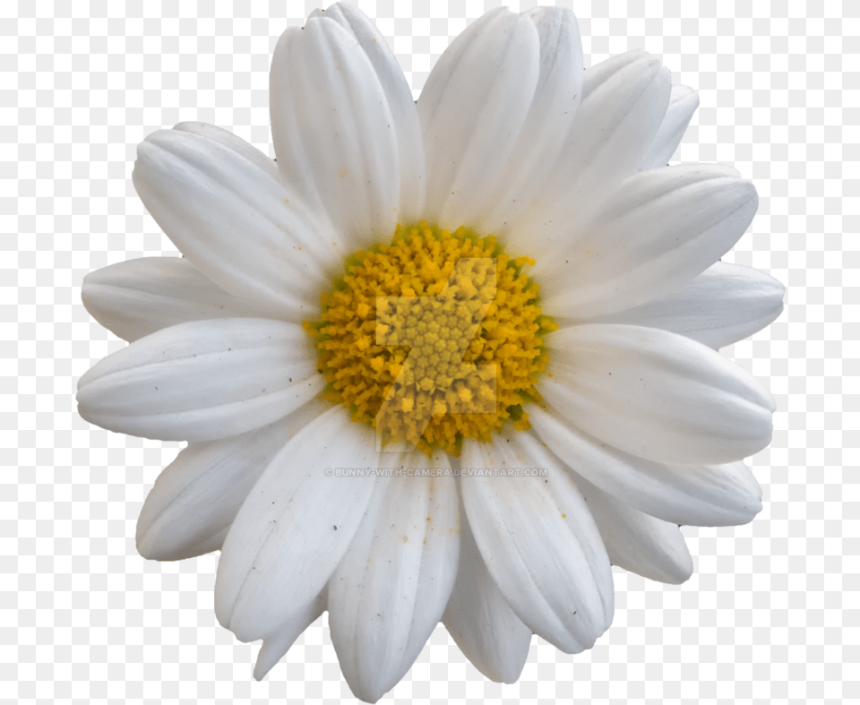 Stock Photography, Daisy, Flower, Plant, Pollen Png