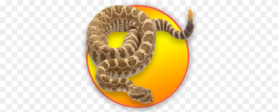 Stock Photography, Animal, Reptile, Snake, Rattlesnake Png Image