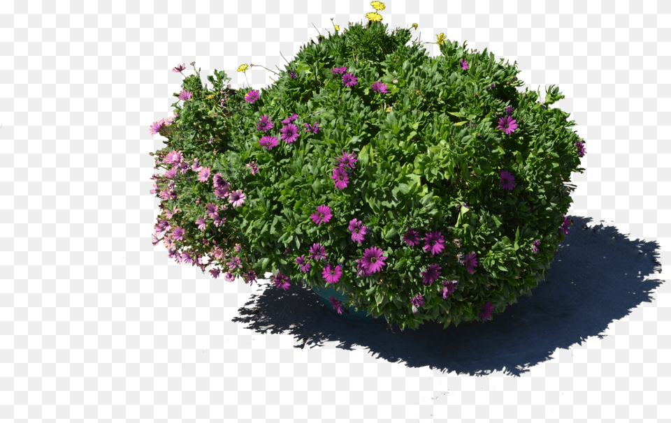 Stock Photography, Flower, Potted Plant, Plant, Vegetation Free Png