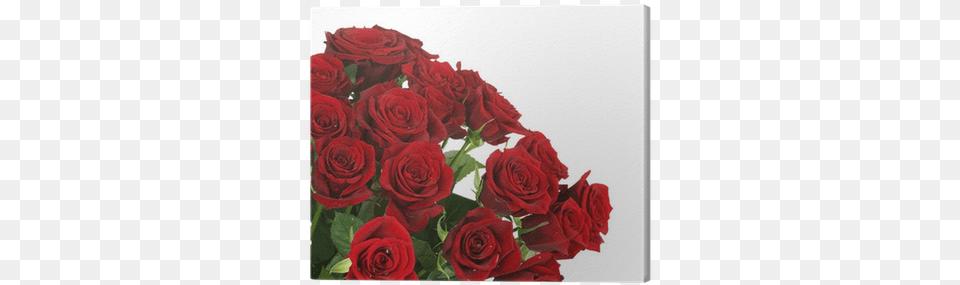 Stock Photography, Flower, Flower Arrangement, Flower Bouquet, Plant Free Transparent Png