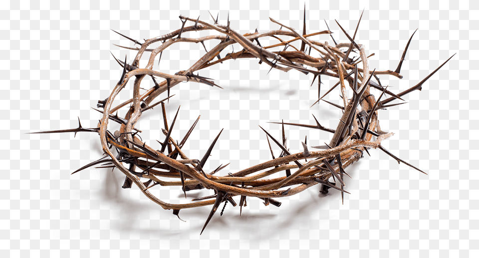 Stock Photography Crown Of Thorns Royalty Free Crown Of Thorns, Animal, Food, Invertebrate, Lobster Png