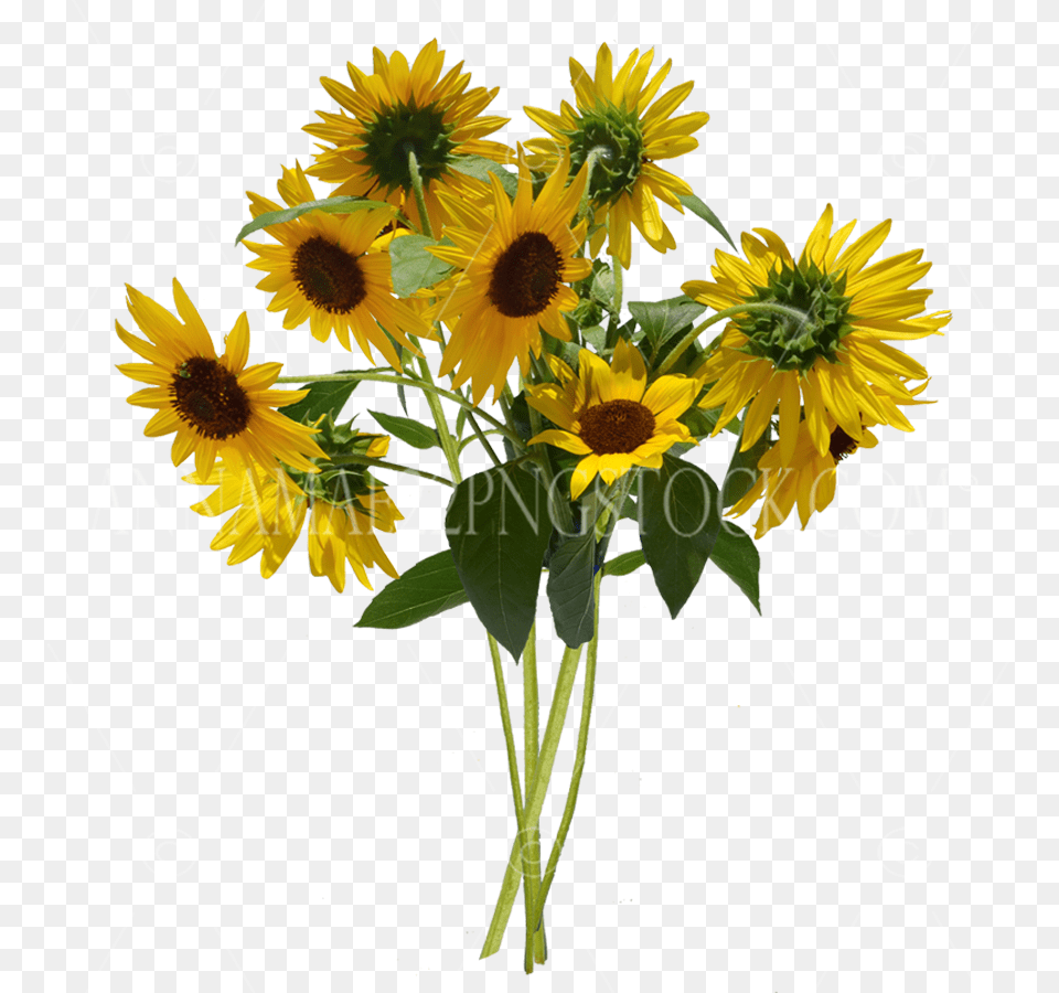 Stock Photos Flower Bushes Sunflower, Plant, Daisy, Flower Arrangement Free Transparent Png