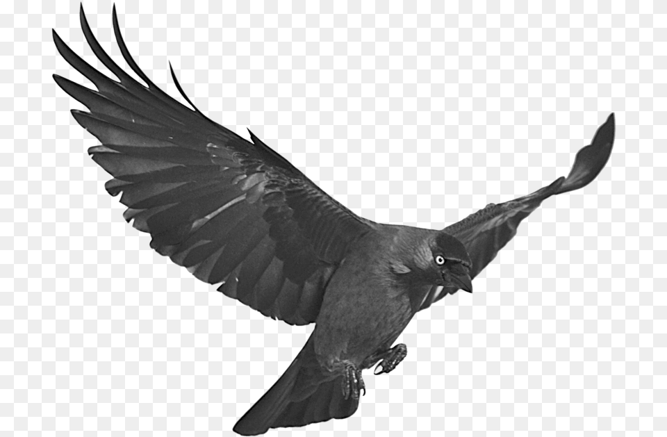 Stock Raven Flying With Jackdaw, Animal, Bird, Blackbird Png Image