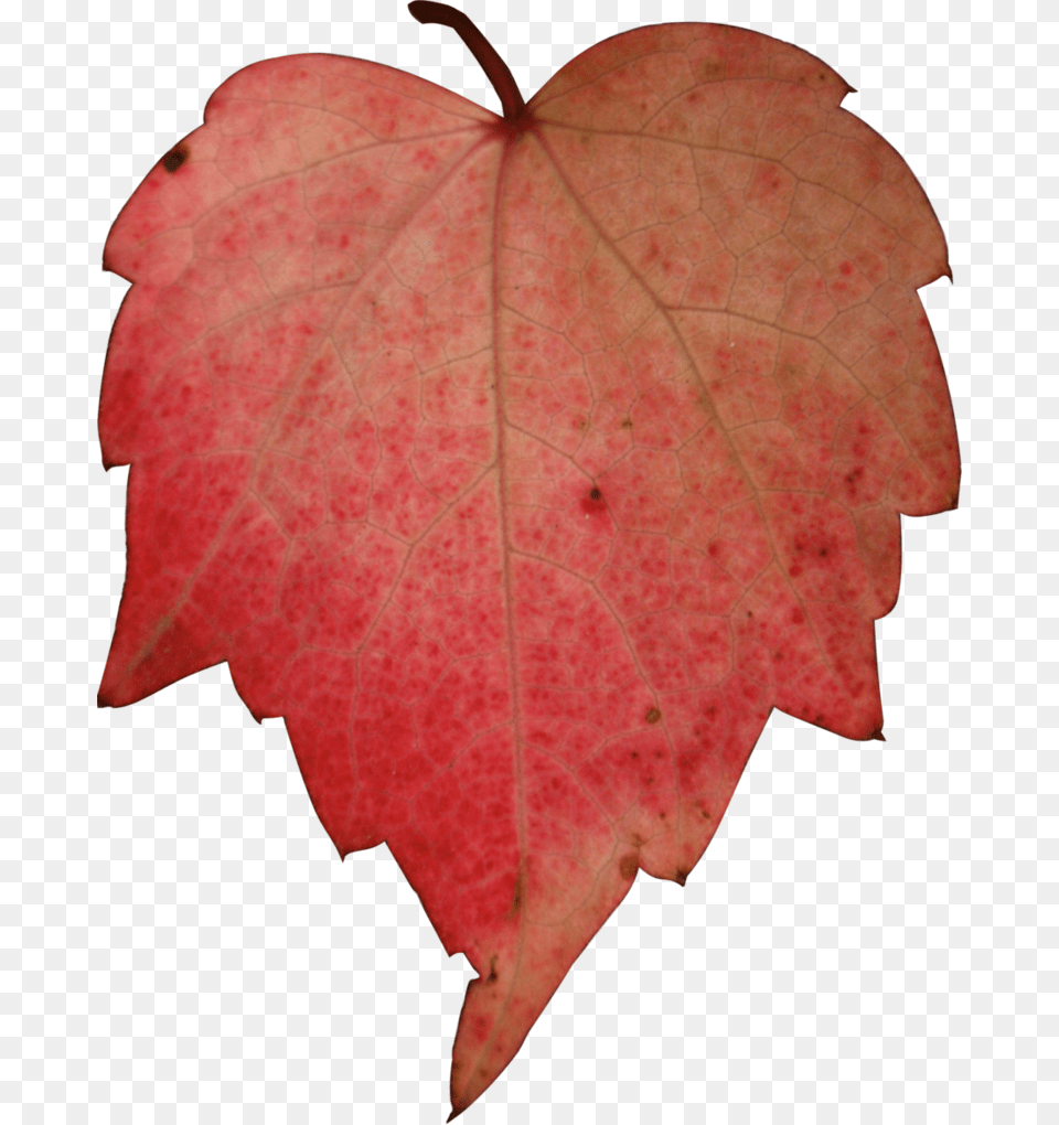 Stock Red Leave By Nexu On Autumn Heart Leaf, Maple, Plant, Tree, Maple Leaf Free Png