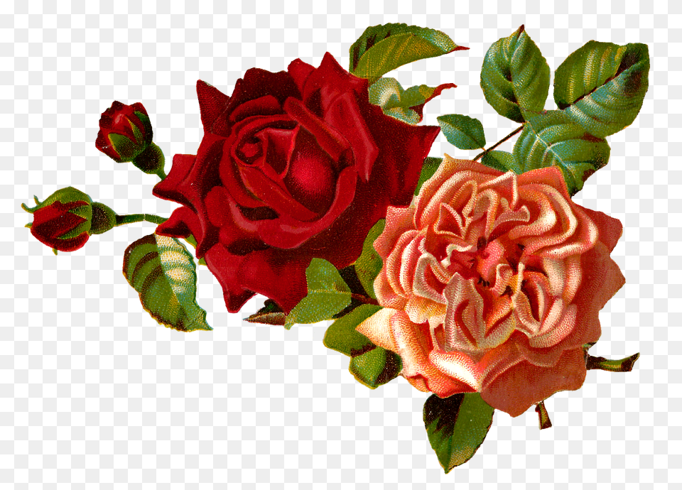 Stock Rose Clipart, Flower, Plant, Flower Arrangement, Flower Bouquet Free Png Download