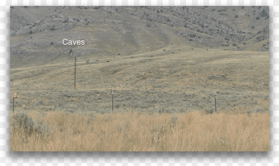 Stock Were Settled Here Yesterday Morning And Left Grassland, Field, Grass, Nature, Outdoors Png Image