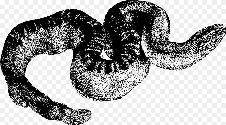 Stoke S Seasnake Clip Arts Snakes, Gray Free Png