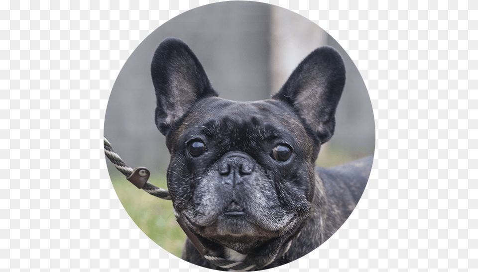 Stoli The French Bulldog French Bulldog, Animal, Canine, Dog, French Bulldog Free Png Download