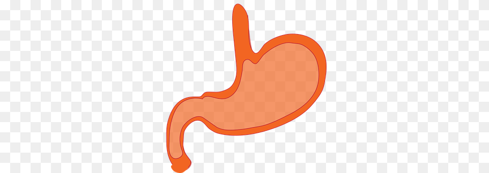 Stomach Body Part Free Png Download