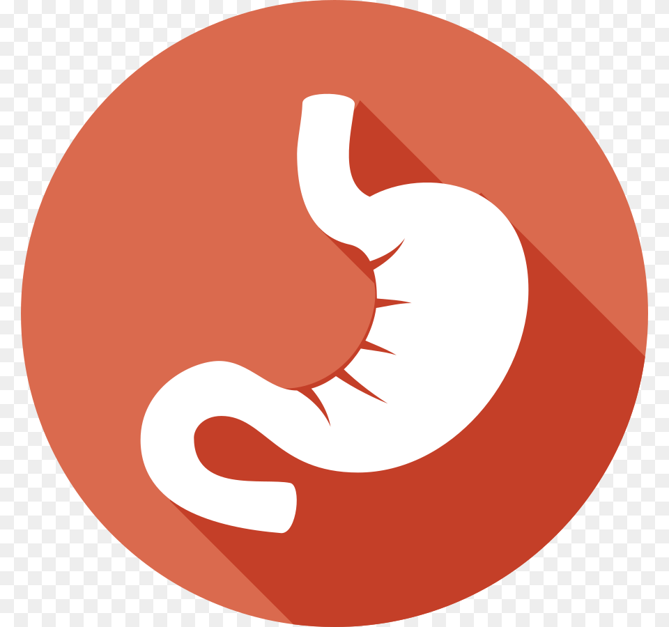 Stomach, Body Part Free Png Download