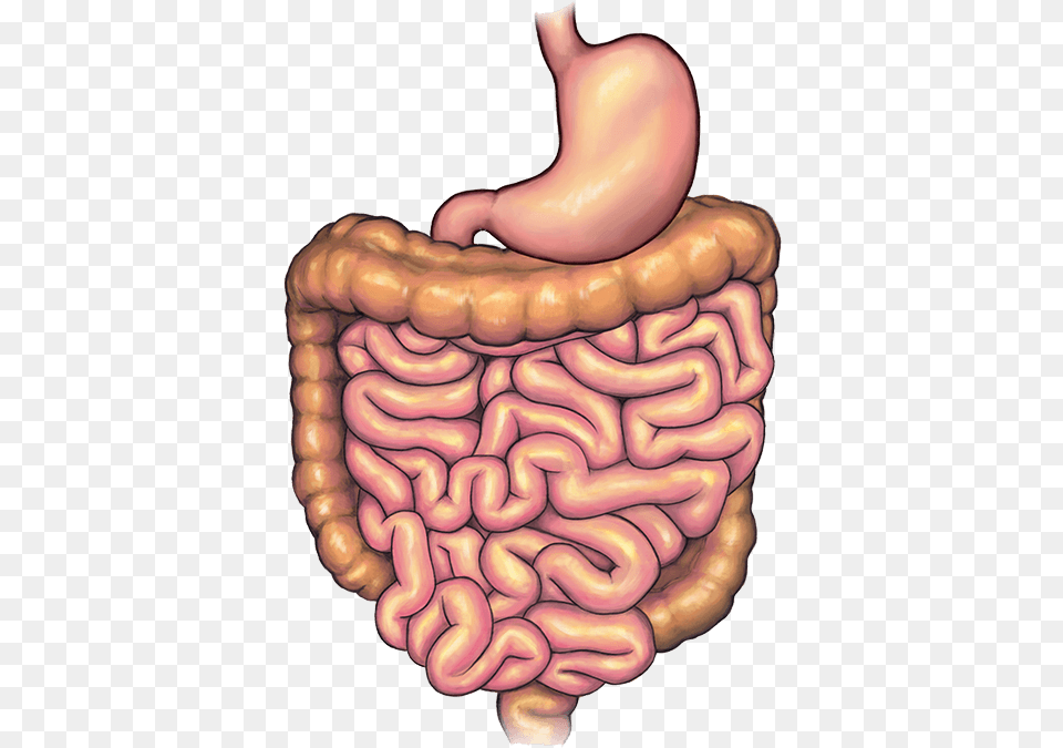 Stomach Before Bariatric Weight Loss Surgery Illustration, Body Part, Baby, Person Free Png Download