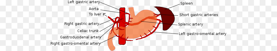 Stomach Blood Supply Short Gastric Arteries, Dynamite, Weapon Png