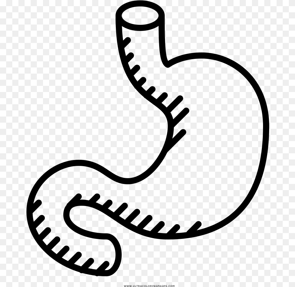 Stomach Coloring, Gray Free Transparent Png