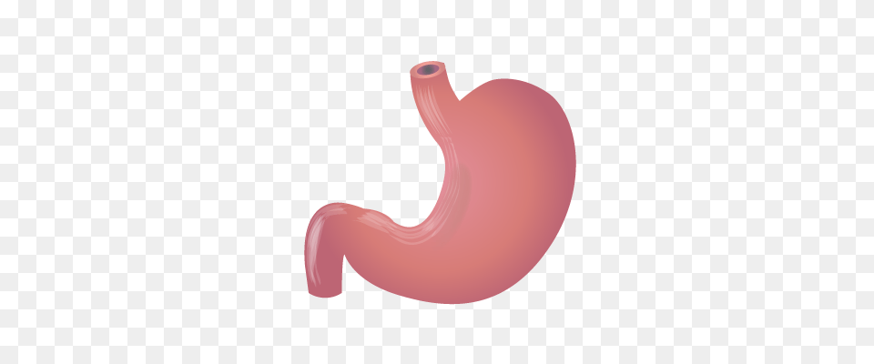 Stomach Hd Transparent Stomach Hd, Body Part, Smoke Pipe Png Image