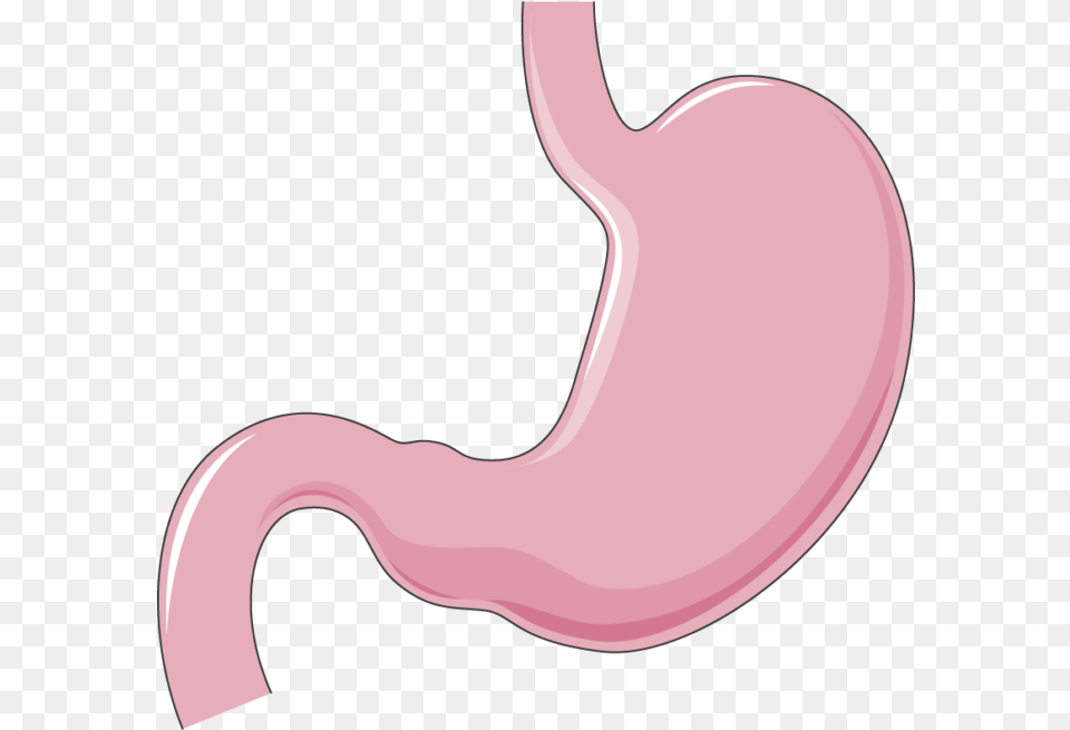 Stomach Stomach, Body Part, Smoke Pipe Png Image