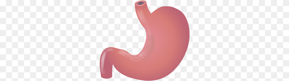 Stomach Stomach Images, Body Part Png Image