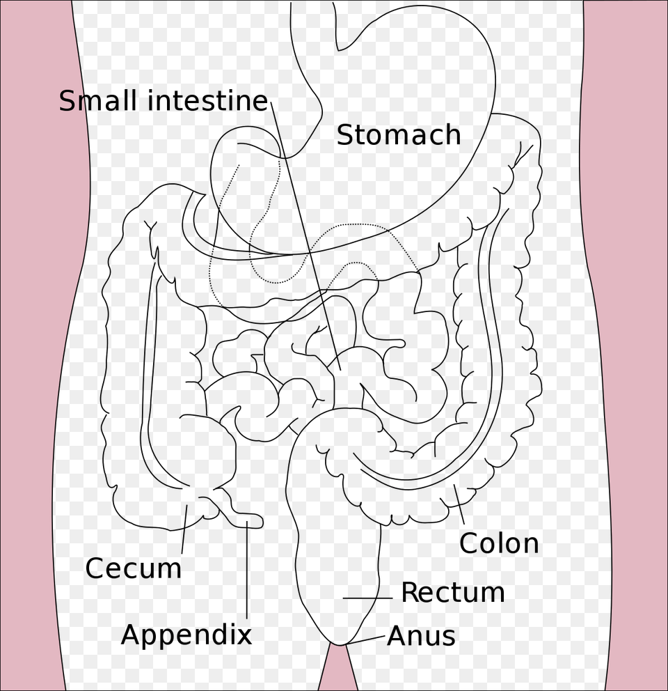 Stomach To Rectum, Silhouette, Clothing, Coat Free Png Download