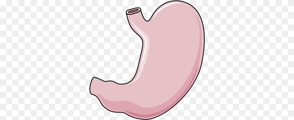Stomach Image Stomach, Body Part, Smoke Pipe Free Transparent Png