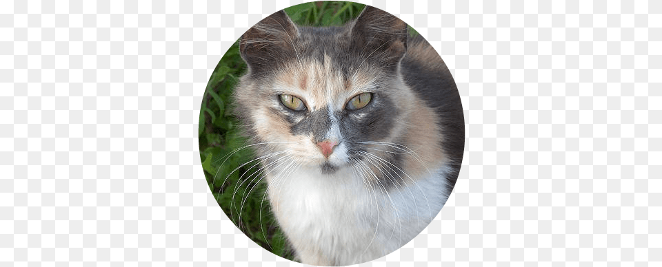 Stone Circle Shape Dilute Tortoiseshell With White, Photography, Animal, Cat, Mammal Png