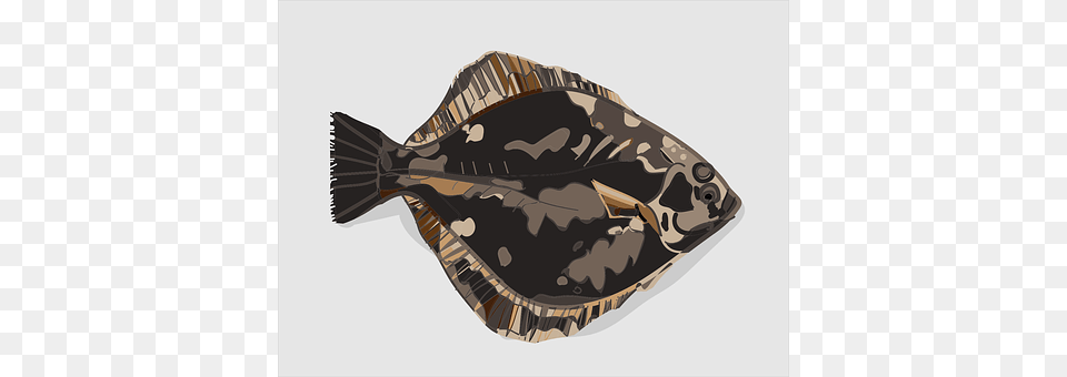 Stone Flounder Animal, Fish, Halibut, Sea Life Free Png