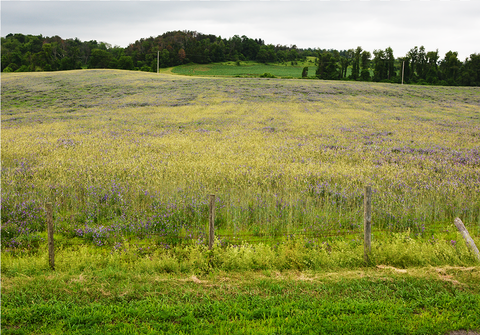 Stone House Farm Is Dedicated To Demonstrating A Viable, Countryside, Field, Grassland, Meadow Png Image