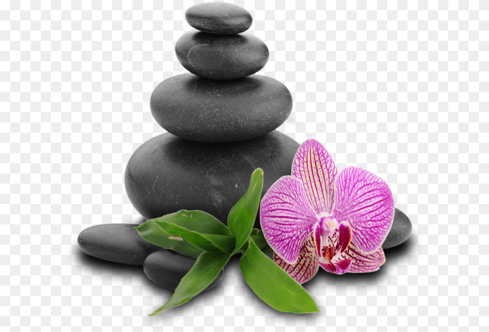 Stone In Spa, Flower, Orchid, Pebble, Plant Free Png