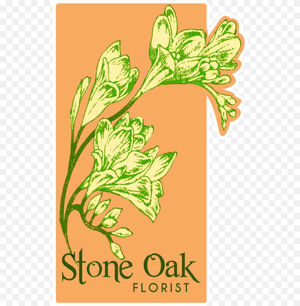 Stone Oak Florist Illustration, Herbal, Herbs, Parsley, Plant Free Png Download