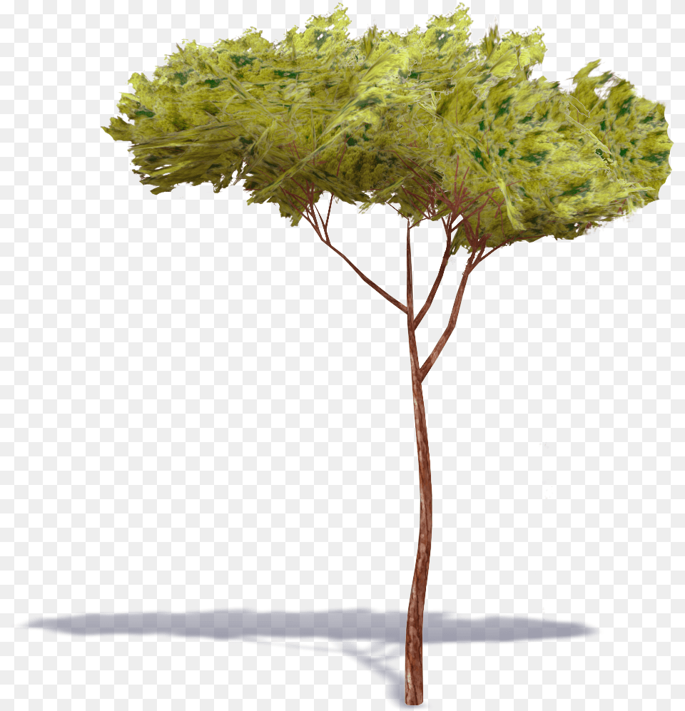 Stone Pine Tree 1 Plants Bim Object For Cinema 4d Stone Pine, Plant, Maple, Oak, Sycamore Free Transparent Png