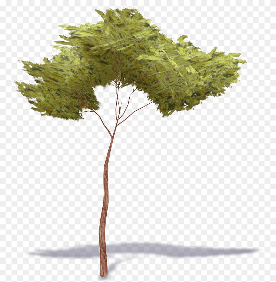 Stone Pine Tree, Oak, Plant, Sycamore, Tree Trunk Free Png Download