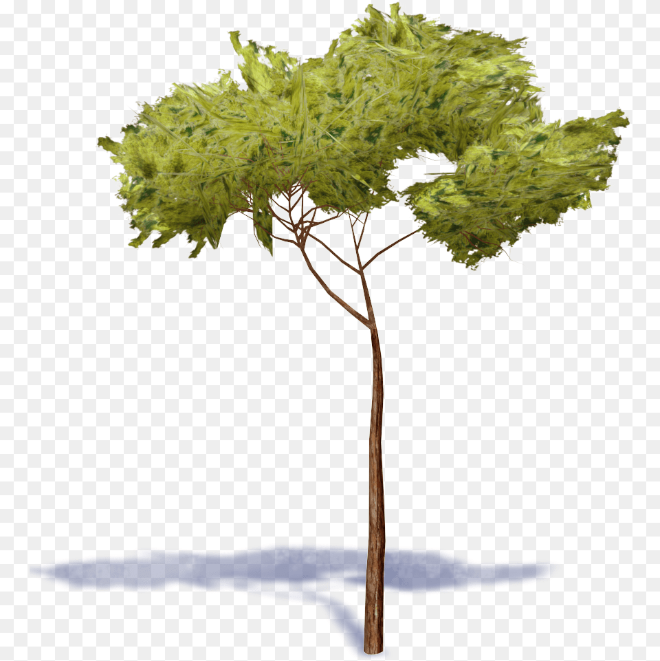 Stone Pine Tree Stone Pine Tree, Plant, Maple, Grass, Oak Free Transparent Png