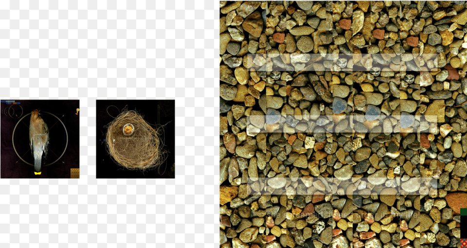 Stone Wall, Pebble, Animal, Mammal, Rat Free Png