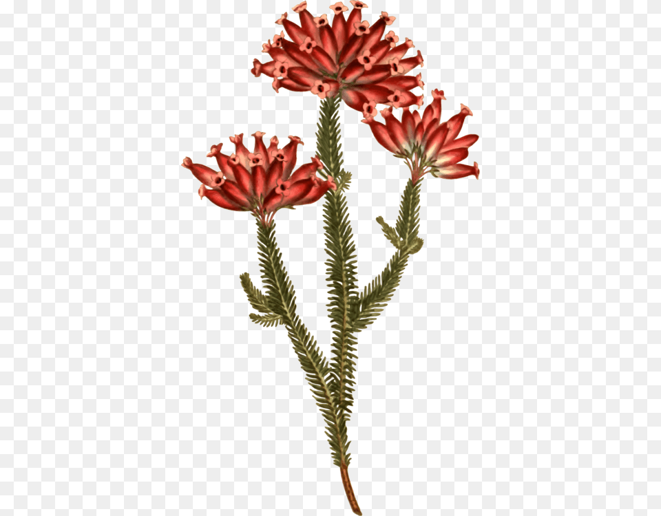 Stonecrop Family, Plant, Flower Png Image