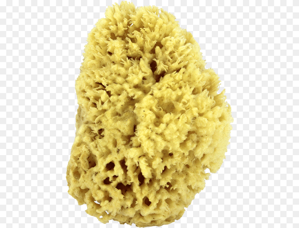 Stony Coral, Sponge, Animal, Invertebrate, Sea Life Png Image