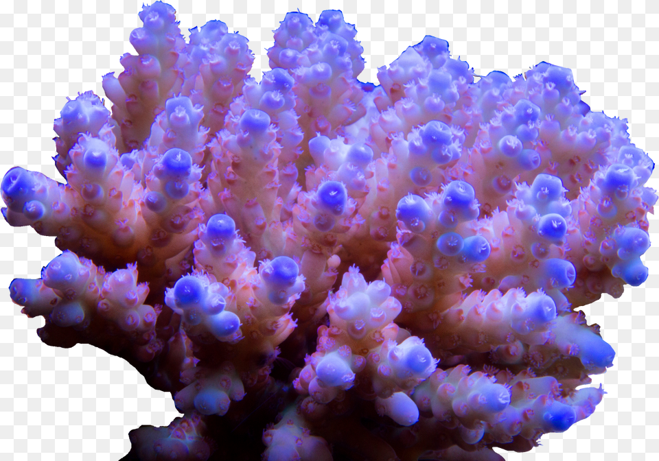 Stony Coral Free Png
