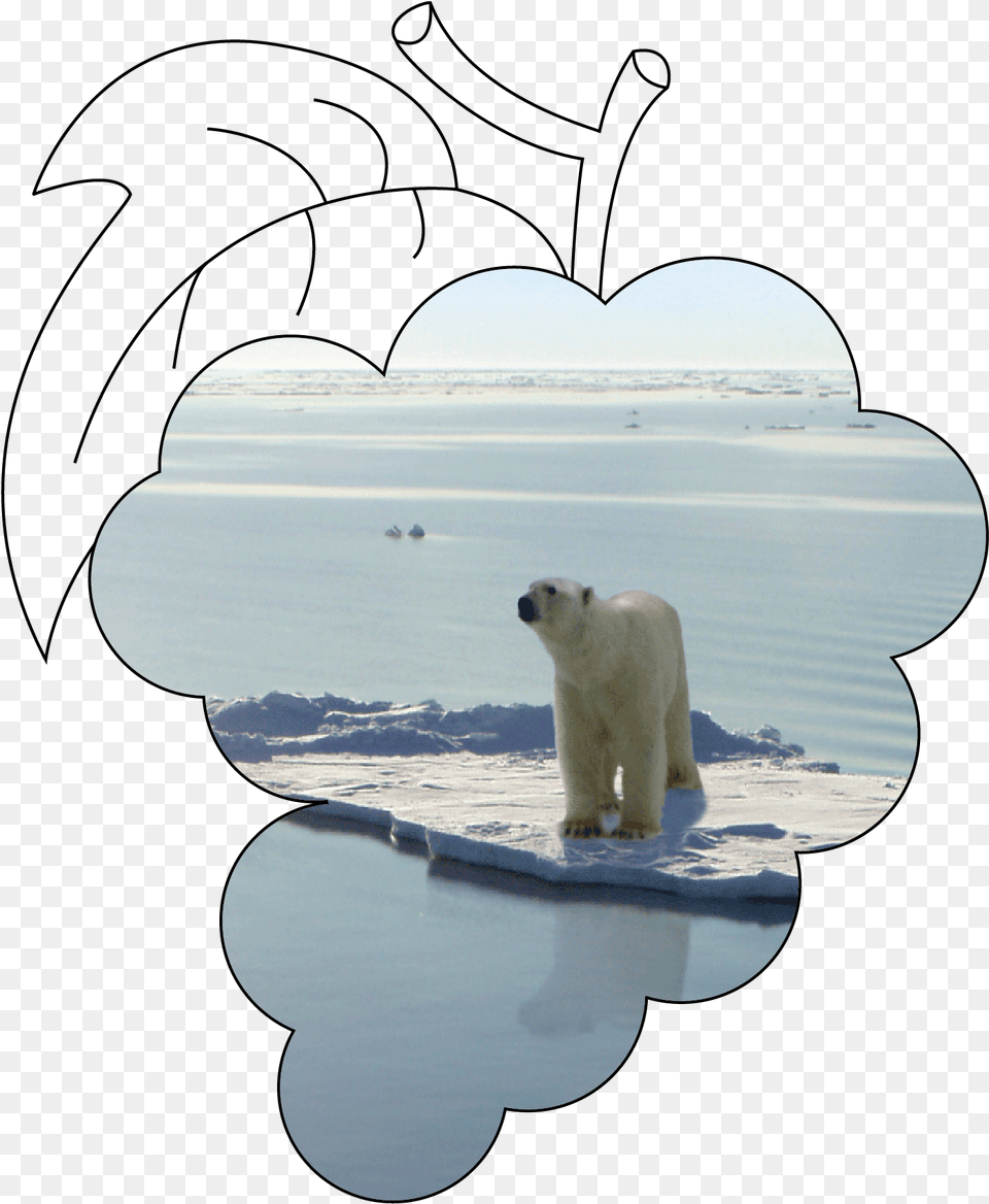Stop Climate Change Polar Bear, Animal, Mammal, Wildlife, Polar Bear Free Transparent Png