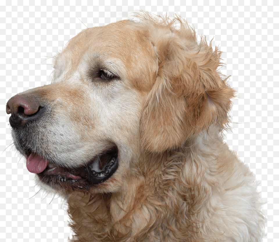 Stop Dog Hair Fall, Animal, Canine, Golden Retriever, Mammal Png Image