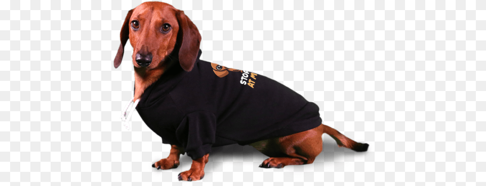 Stop Looking At My Weiner Dog Hoodie Dachshund, Snout, Animal, Canine, Hound Free Png Download