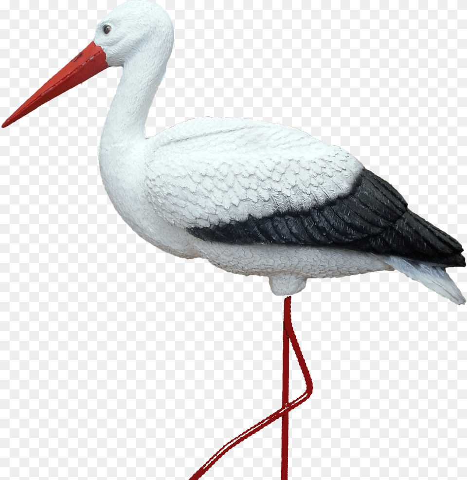 Stork, Animal, Bird, Waterfowl, Crane Bird Free Transparent Png